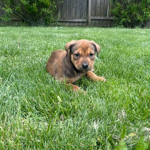DELTA - Shepherd / Mix for adoption in Dayton