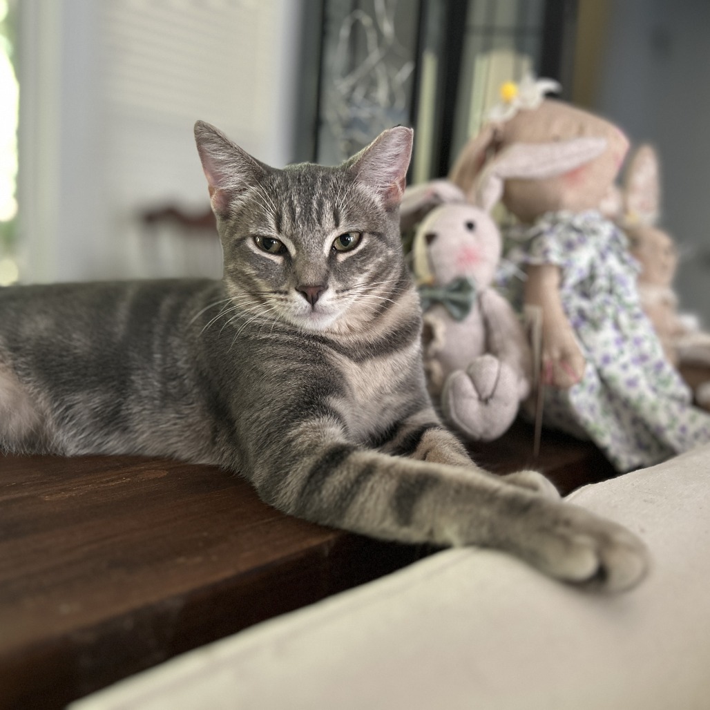 BUBBLES 3 - Domestic Shorthair available for adoption
