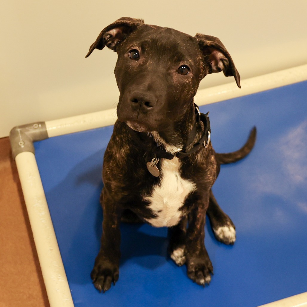 Lenore — thumbnail 4