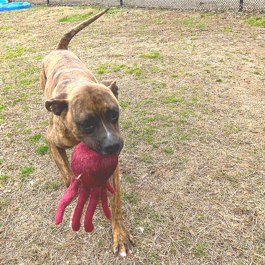 Mayweather — thumbnail 11