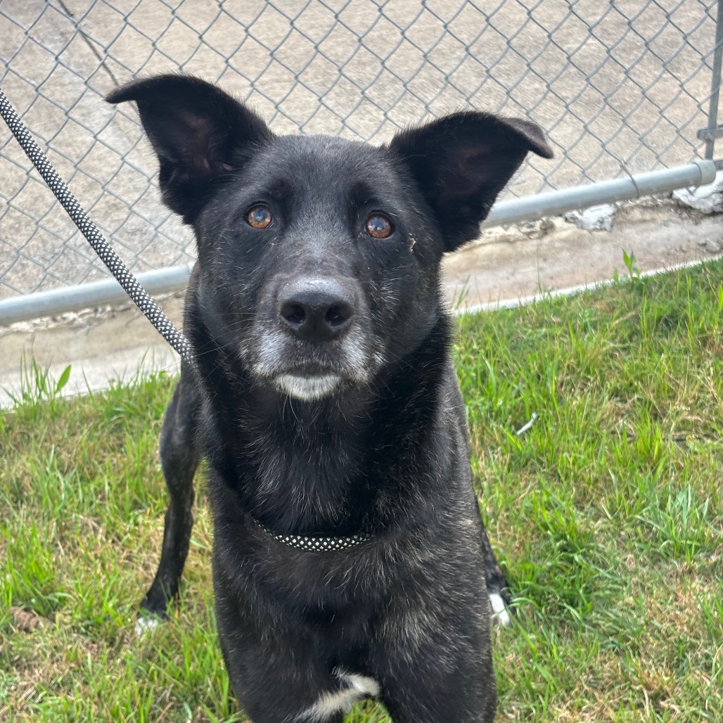 VEVE - Mixed Breed (Medium) / Mixed Breed (Large) for adoption in League City
