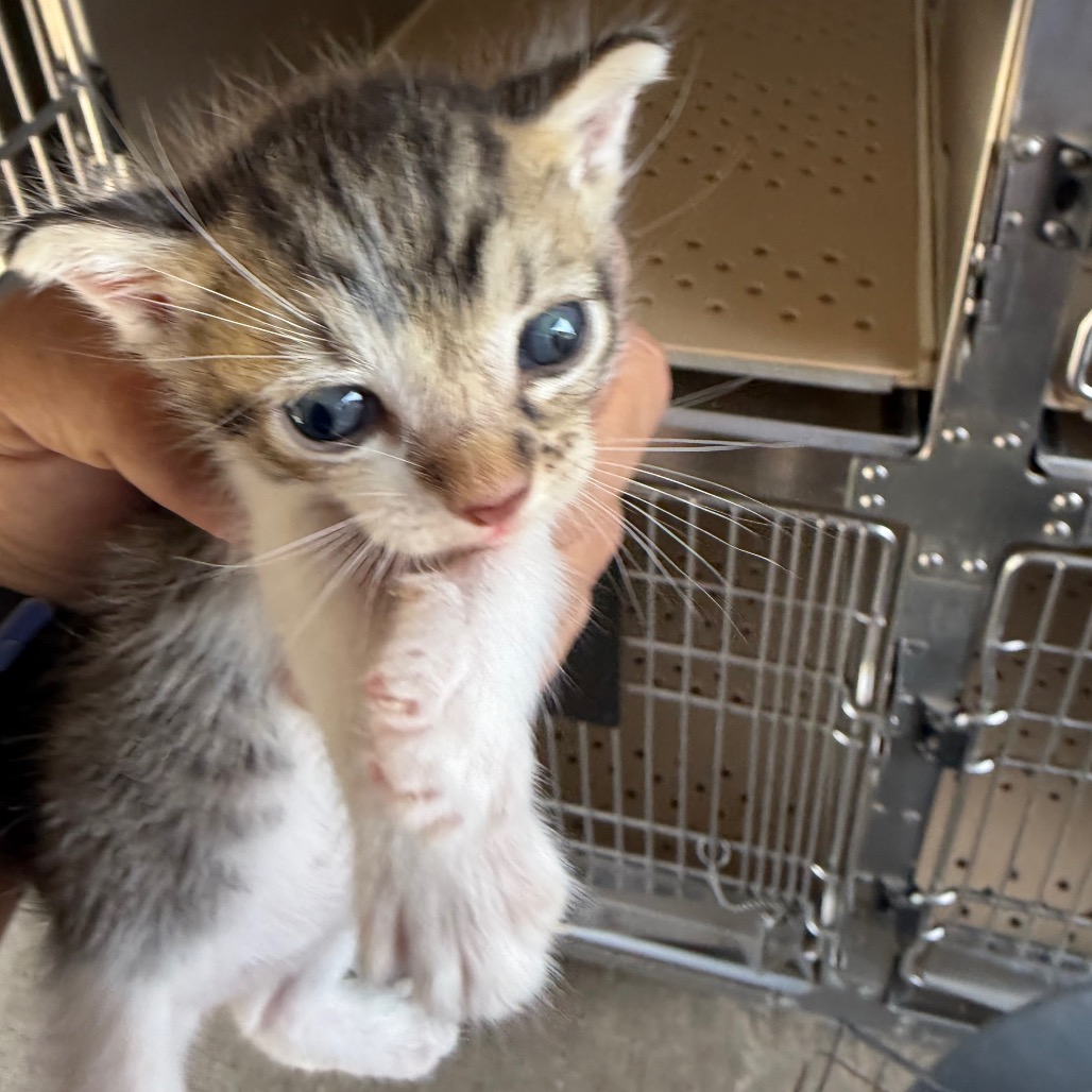 APOLLO A4 - Domestic Shorthair available for adoption