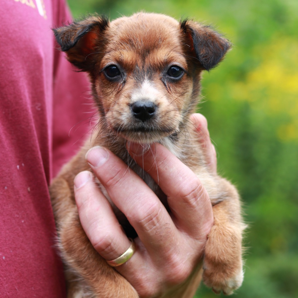 CT Sugar avail Sep 12 (Petco- Enfield, CT)