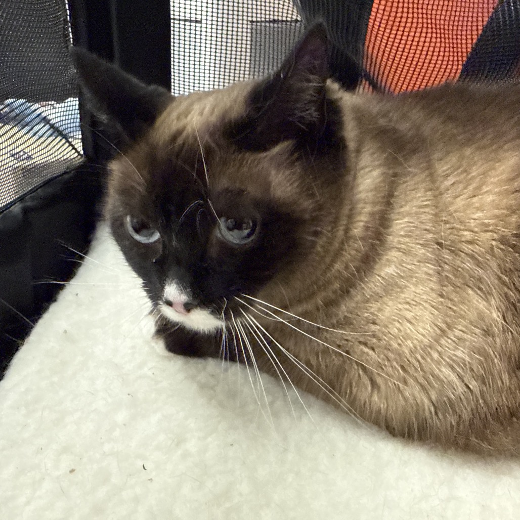 RIPLEY - Siamese available for adoption