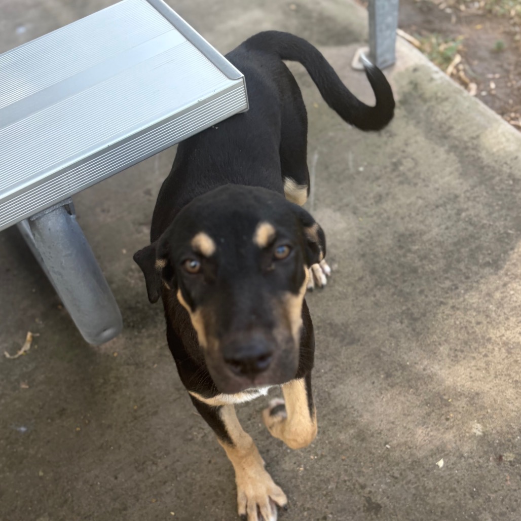 GENE - Shepherd / Mixed Breed (Medium) available for adoption