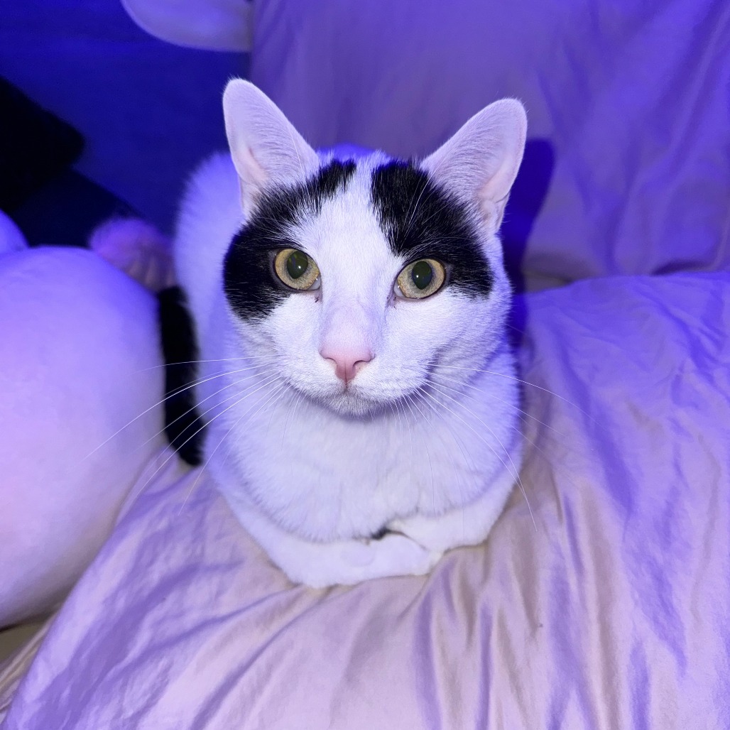 BONE JANGLES - Domestic Shorthair available for adoption