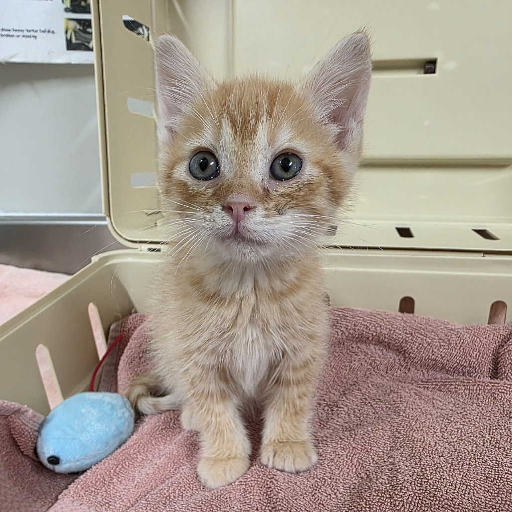 Nacho