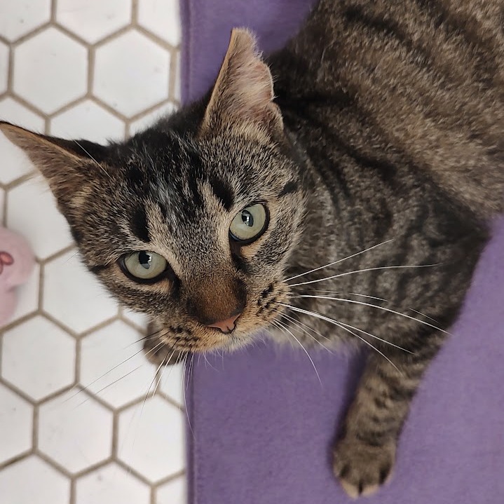 Scruffie, photo 13
