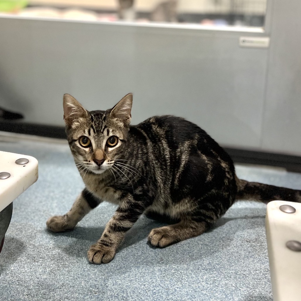 ROMEO - Domestic Shorthair available for adoption