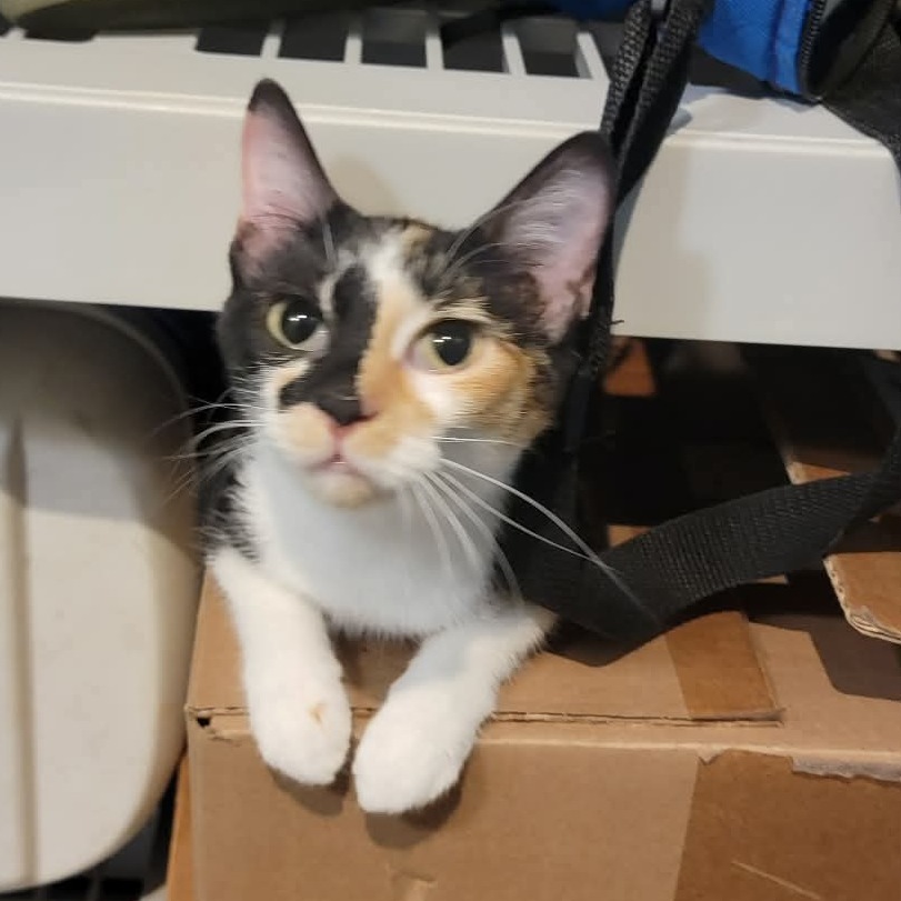 CARNELIAN - Domestic Shorthair for adoption in Joliet