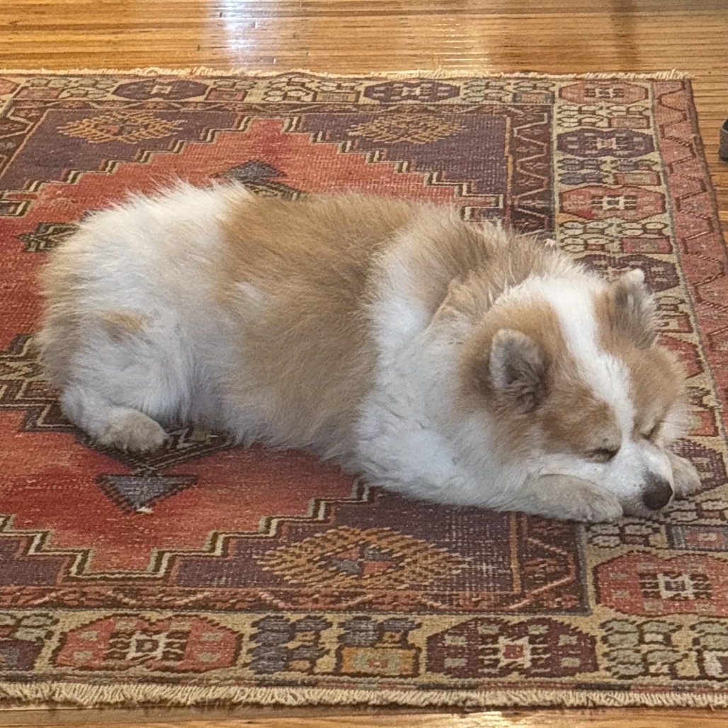 Bruno, photo 5