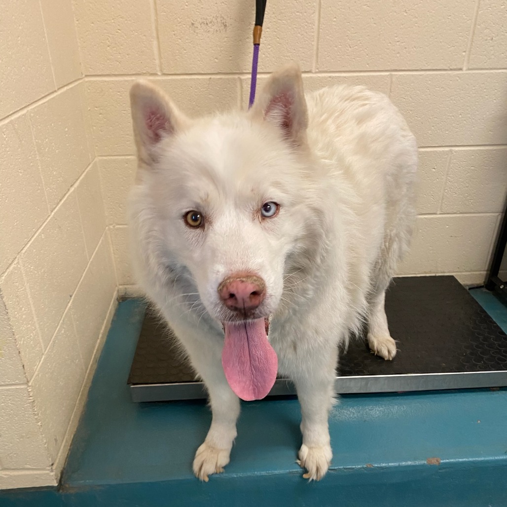 Azalea — thumbnail 2