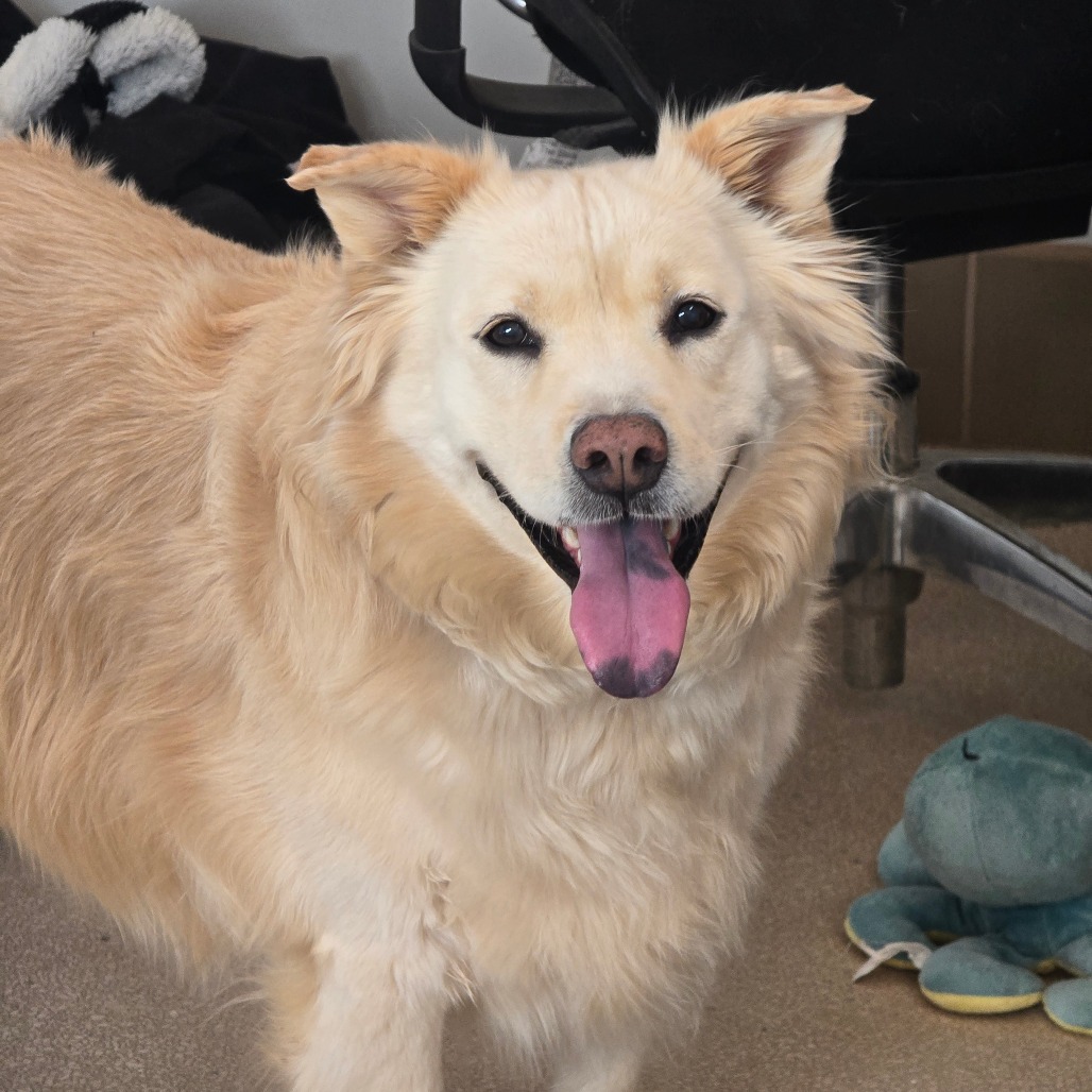 Blondie, photo 6