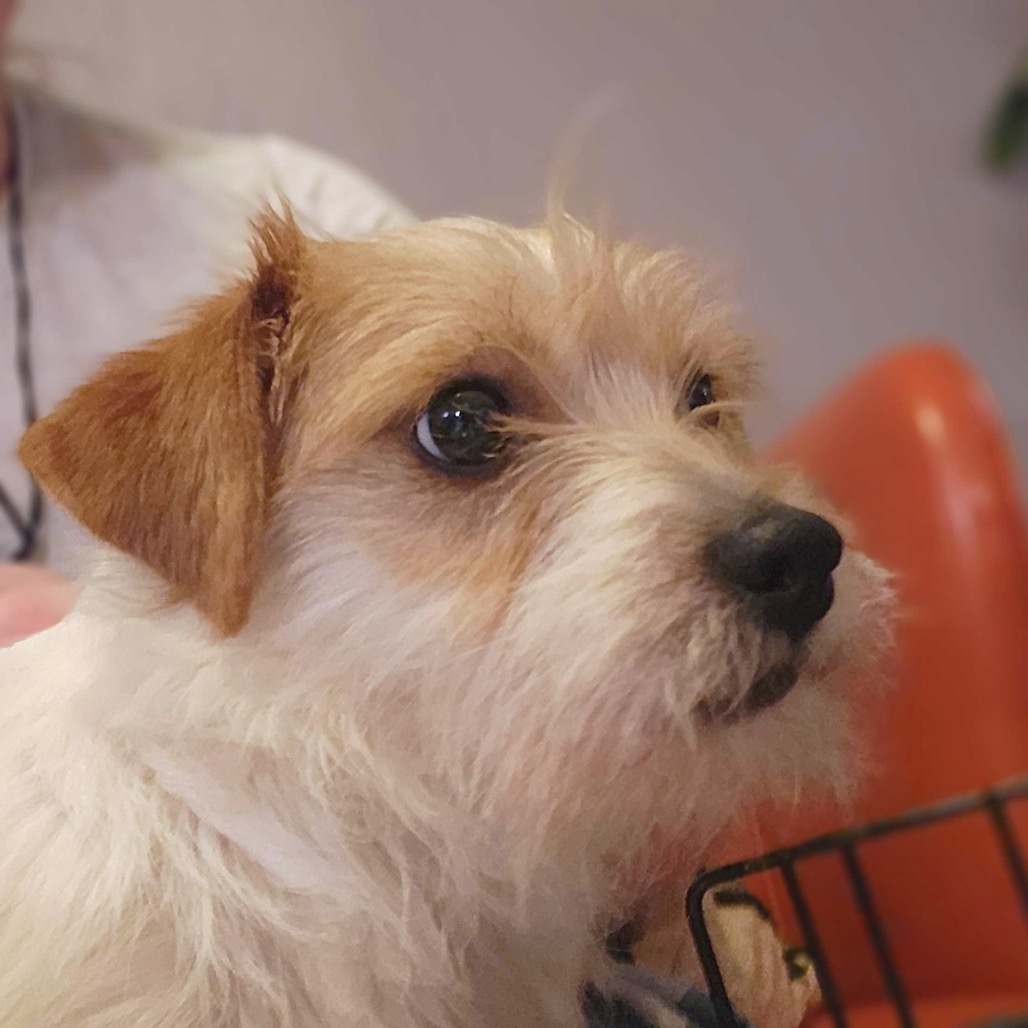 Clovis — thumbnail 4