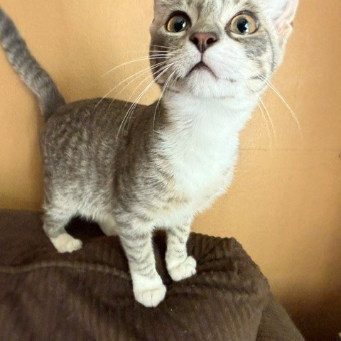 Garfield, photo 2