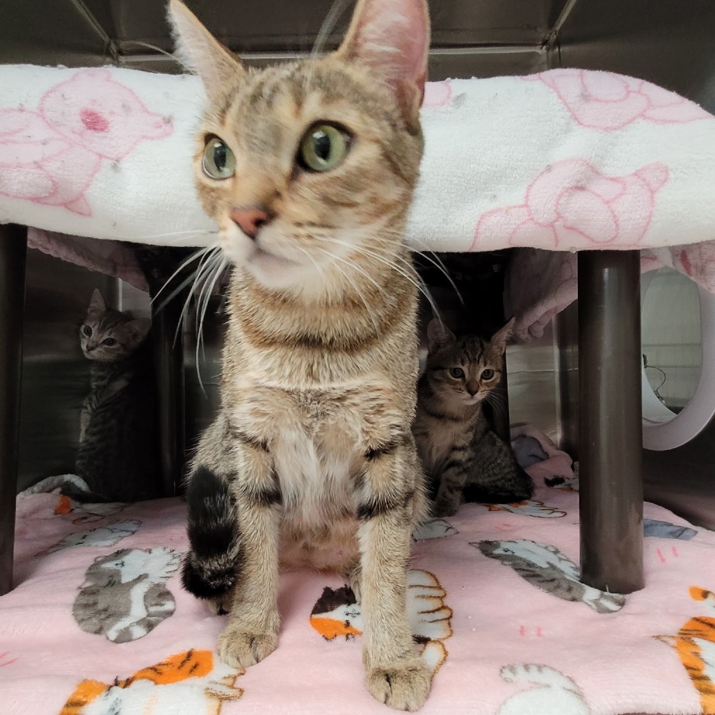 RAW DENIM - Domestic Shorthair available for adoption