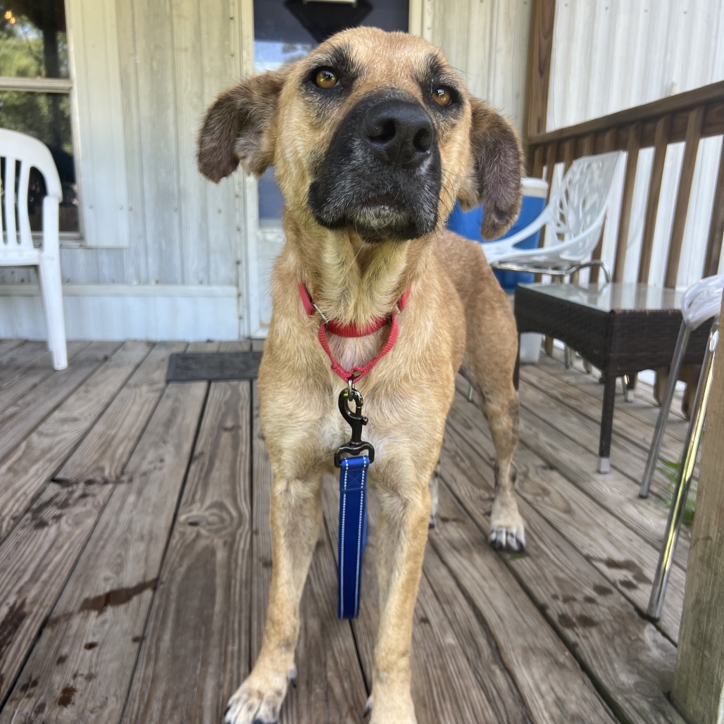 Hazel, photo 2