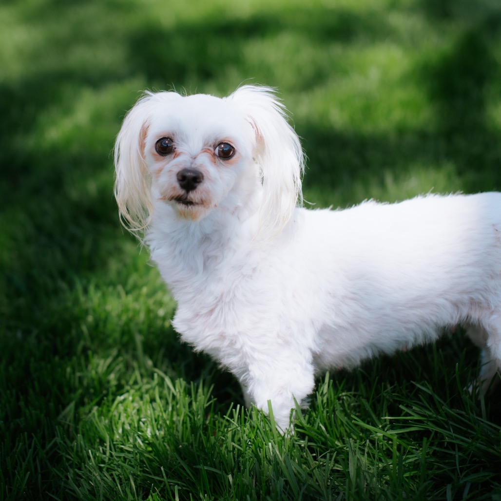 Maltese