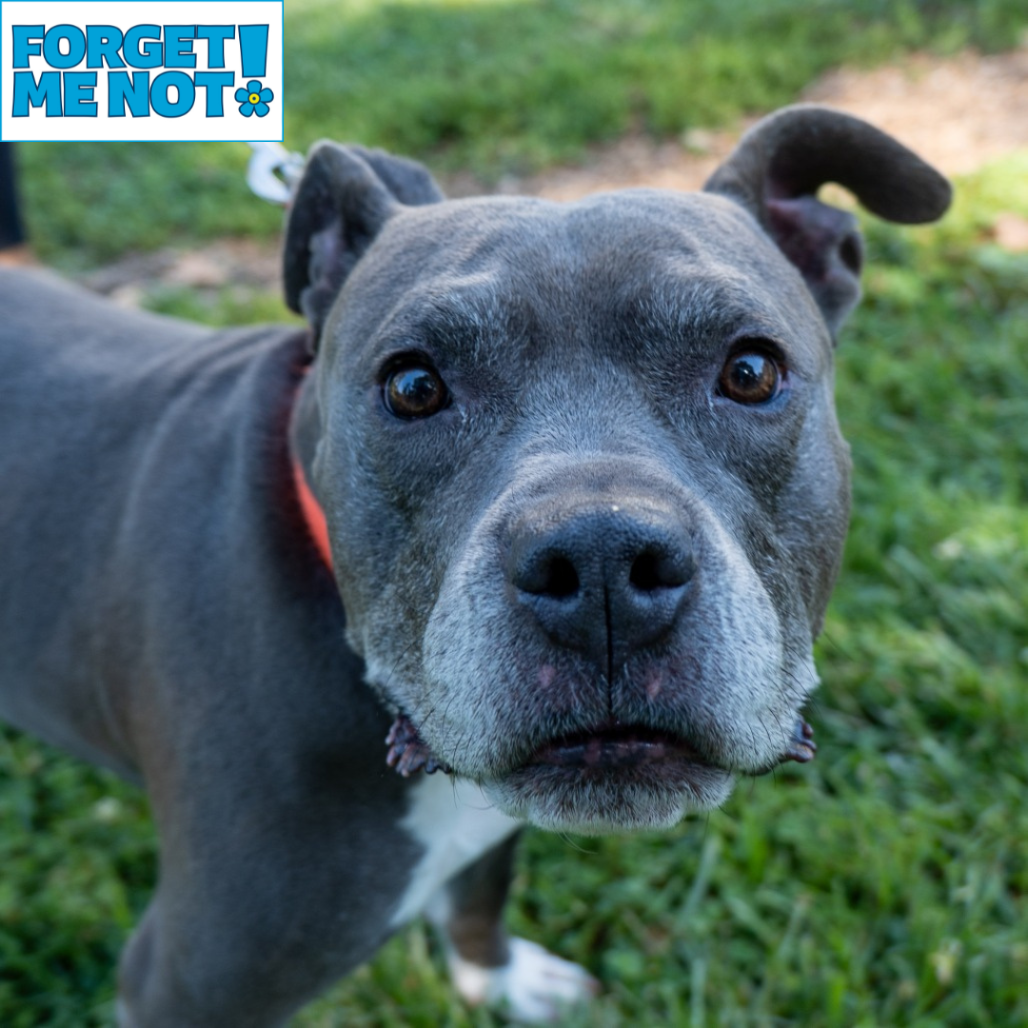 BLU - Terrier / American Pit Bull available for adoption