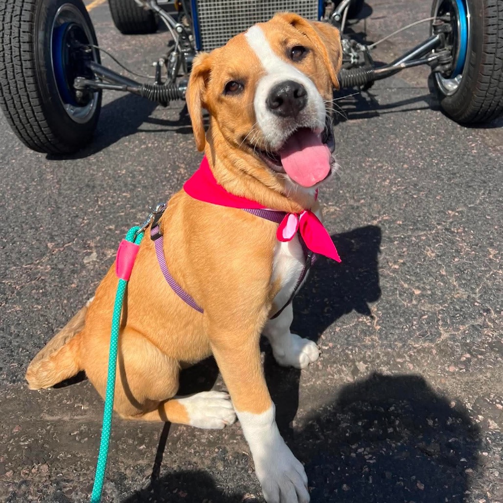 Adoptable Dogs — Rescue Network