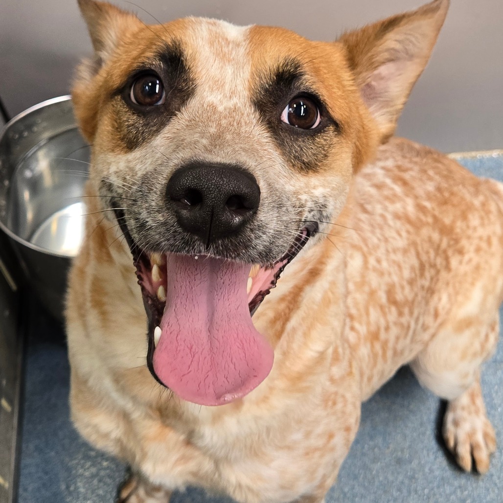TEAGAN - Cattle Dog / Australian (Red Heeler) available for adoption