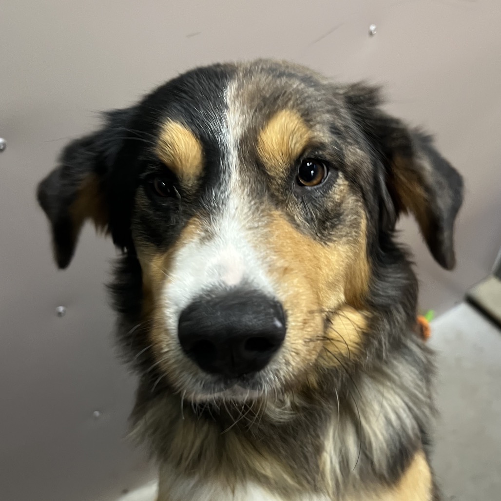 Maui — thumbnail 4