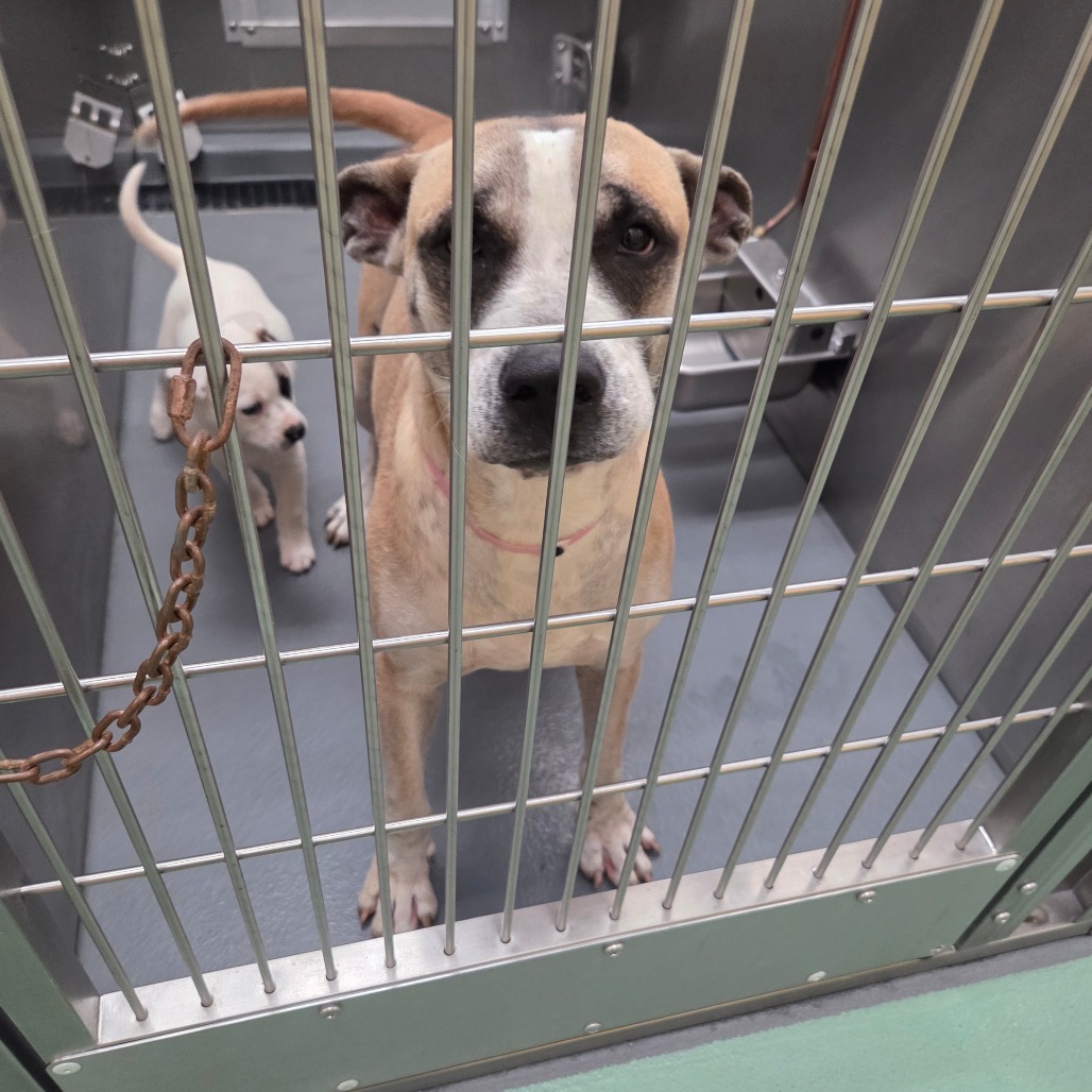 Daffodil — thumbnail 3