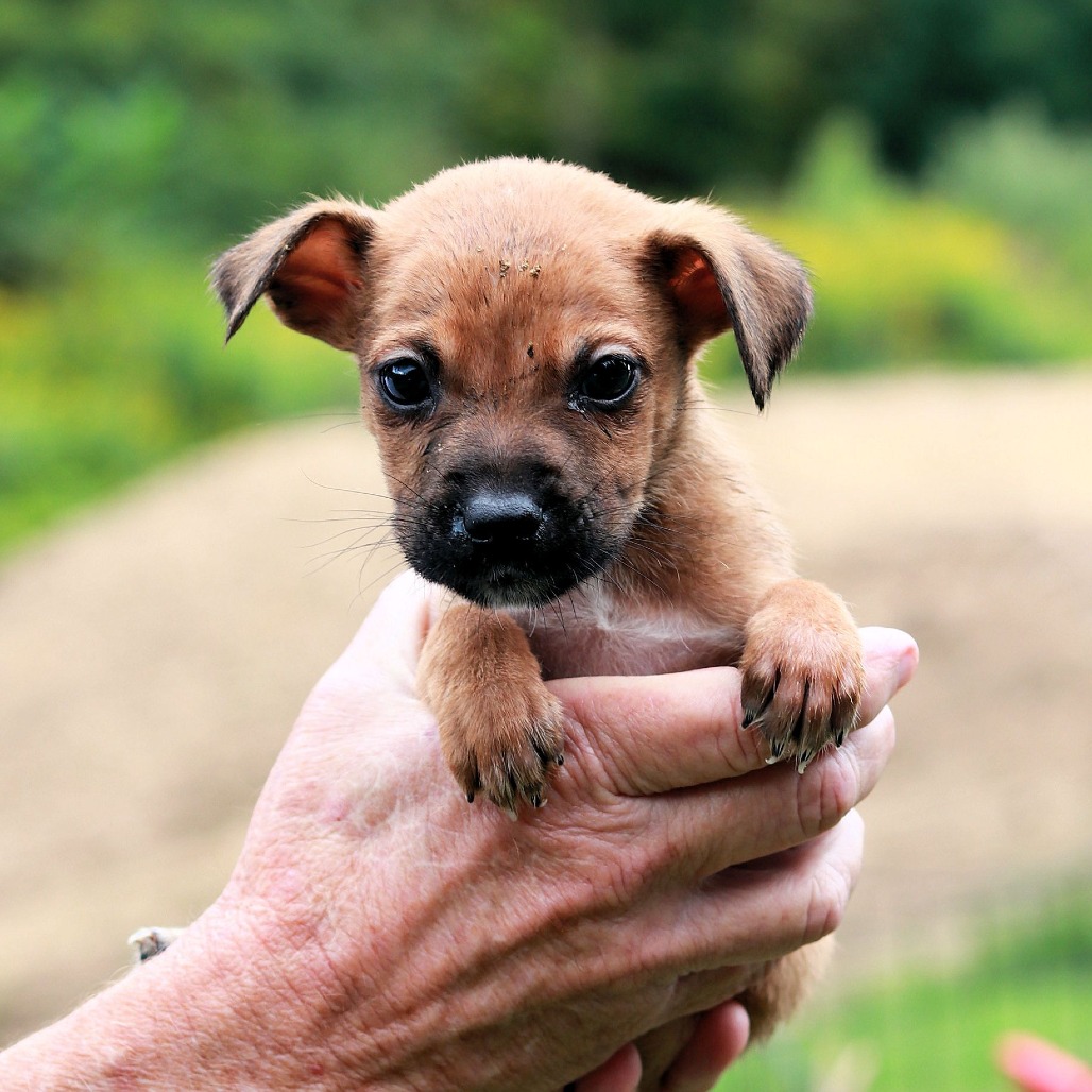 CT Snickerdoodle avail Sep 12 (Petco- Enfield, CT)