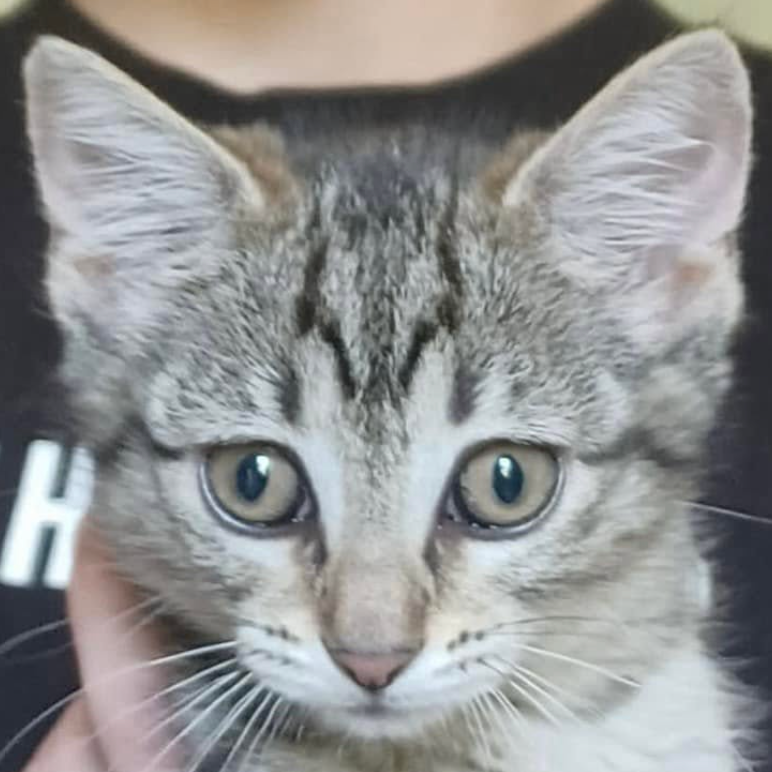 Maisy, available for adoption
