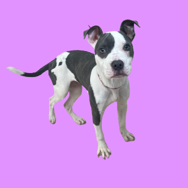 Tusc Stray 81925