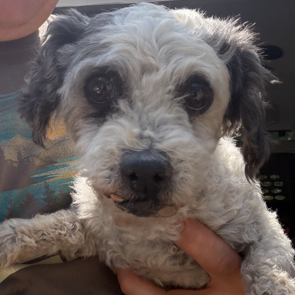 Holly (AP26-85), photo 2