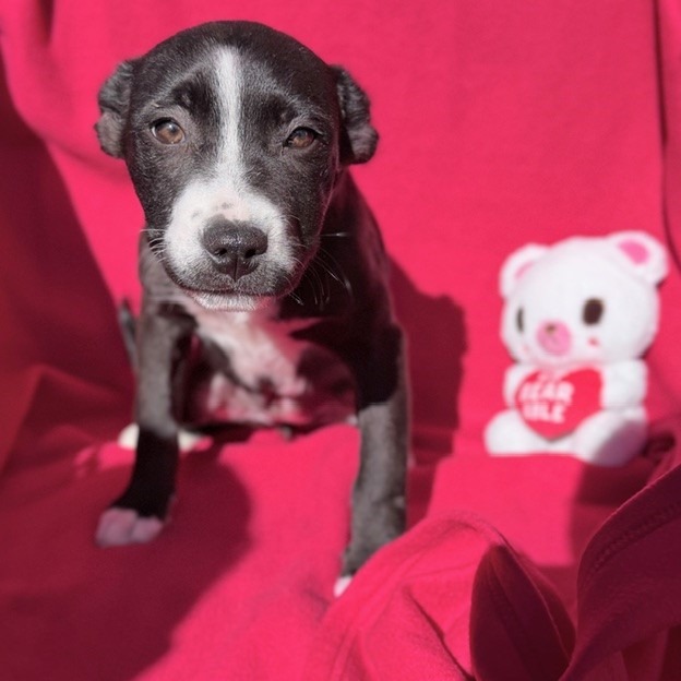 Kennel#12 Rose's preview photo