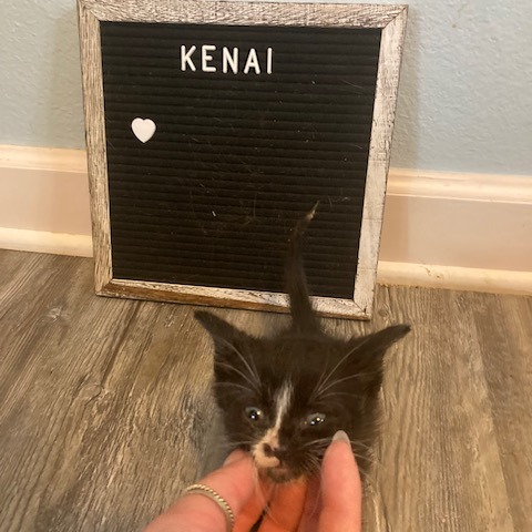 Kenai C12000