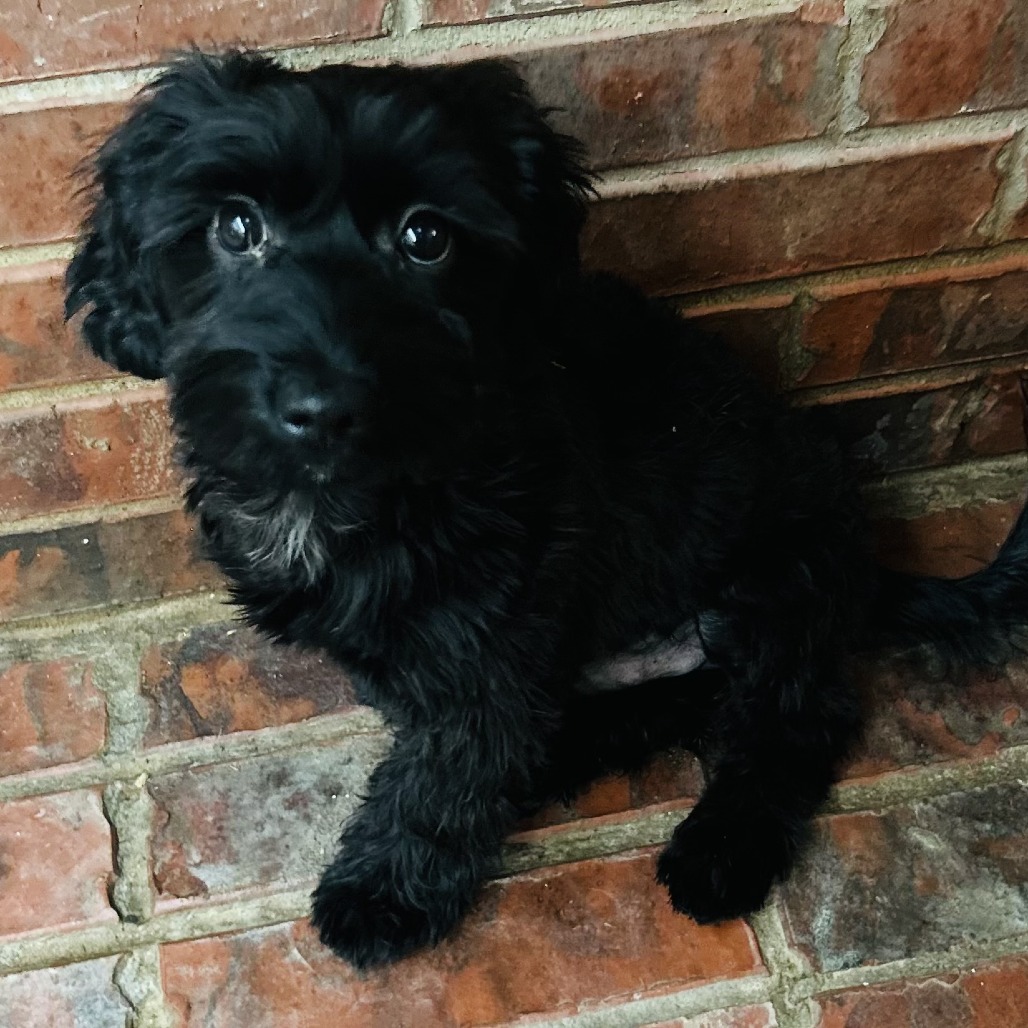 Camo Rescue Cameron Clyde is available for adoption at CAMO Rescue