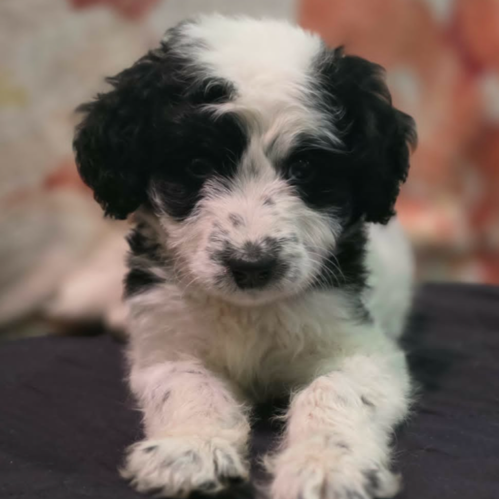 Moon, adopted