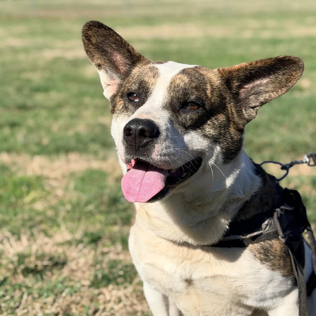 Gizzard — thumbnail 4