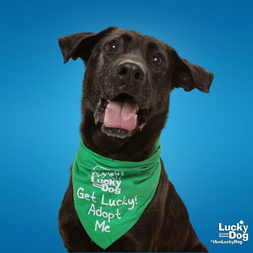 MIKEY - Shepherd, German / Retriever, Black Labrador available for adoption