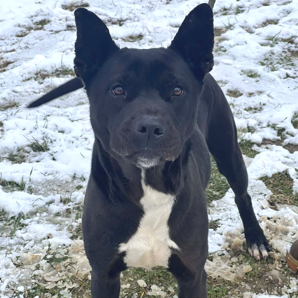 Sigmund (Jax) — thumbnail 4