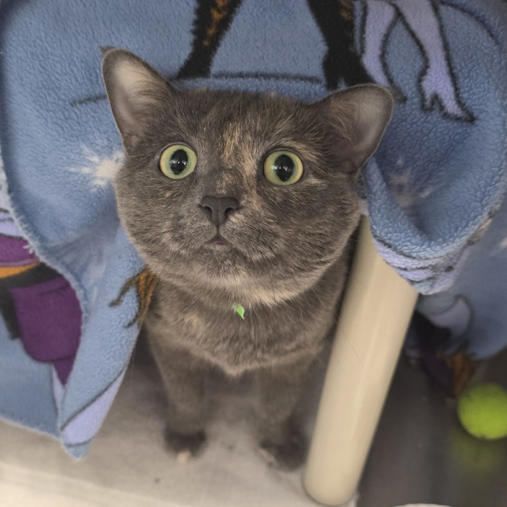 Evie