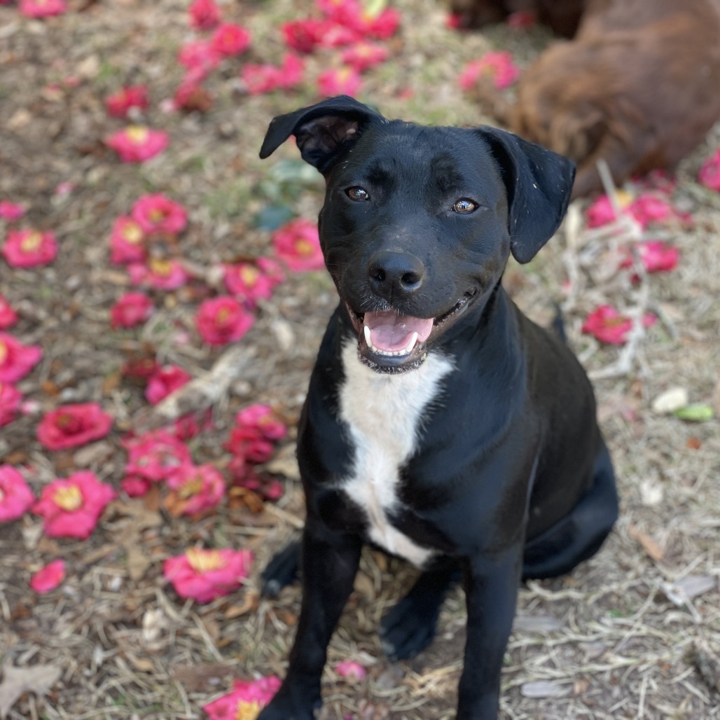 Tia (waiting for 1 1/2 years), photo 7