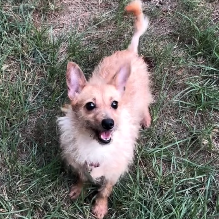 Eevee, photo 2