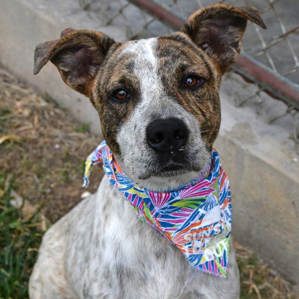 JAVA BEAN - Black Mouth Cur available for adoption