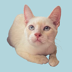 Amara
