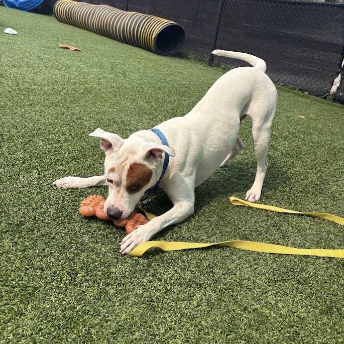 Photo of Twinkie 4