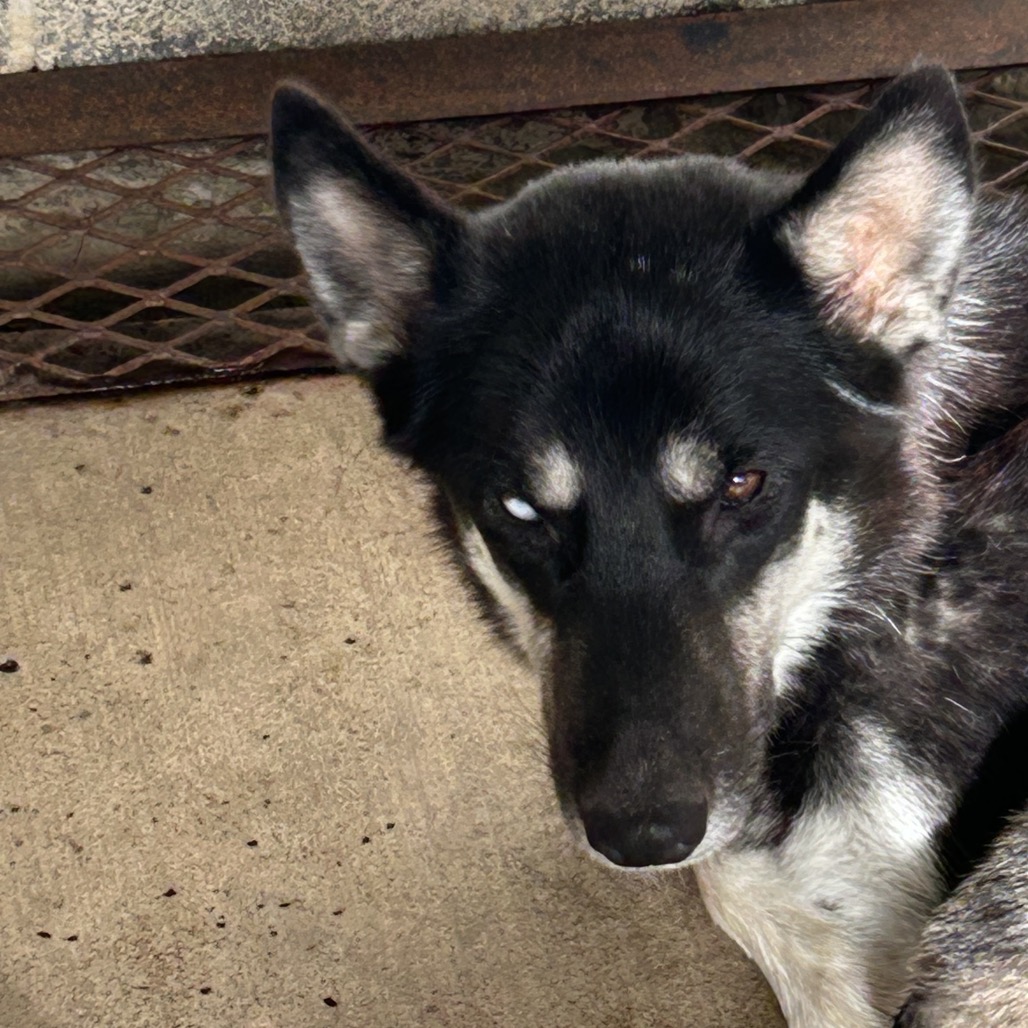 POPPY (MAMA SMURF) - Shepherd available for adoption