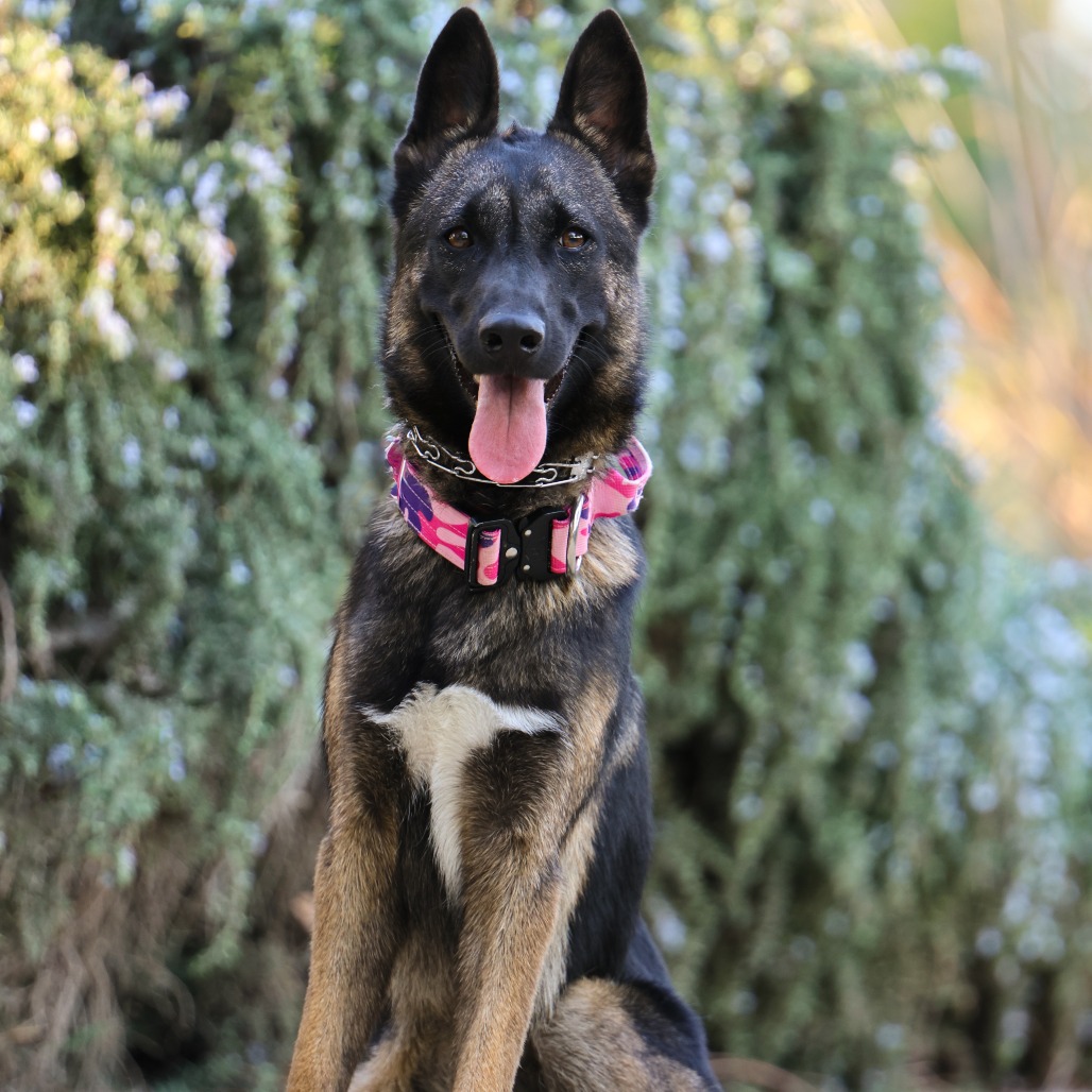 Mariana, a 1 yr 3 mo Female Malinois, Belgian/Shepherd, German available for adoption through Lost & Found
