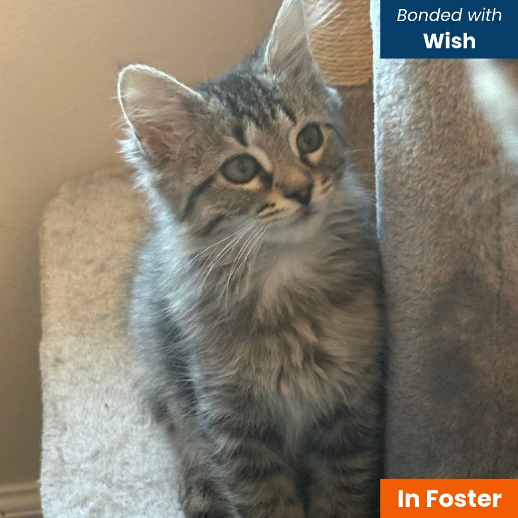 DORALEE RHODES - Domestic Medium Hair available for adoption