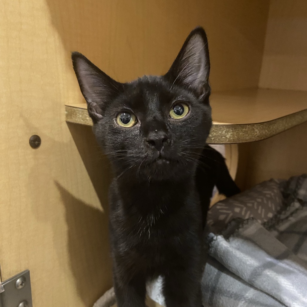 CHIPPY DIPPY - Domestic Shorthair available for adoption