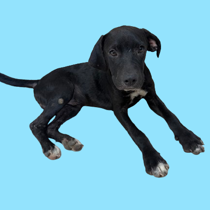  Photo of TUSC-Stray-81798