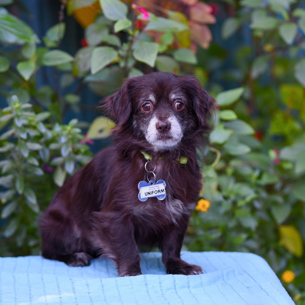 Uniform is available for adoption at Saving Grace Animals for Adoption